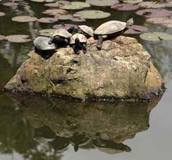Les tortues Zen de Kinkaku